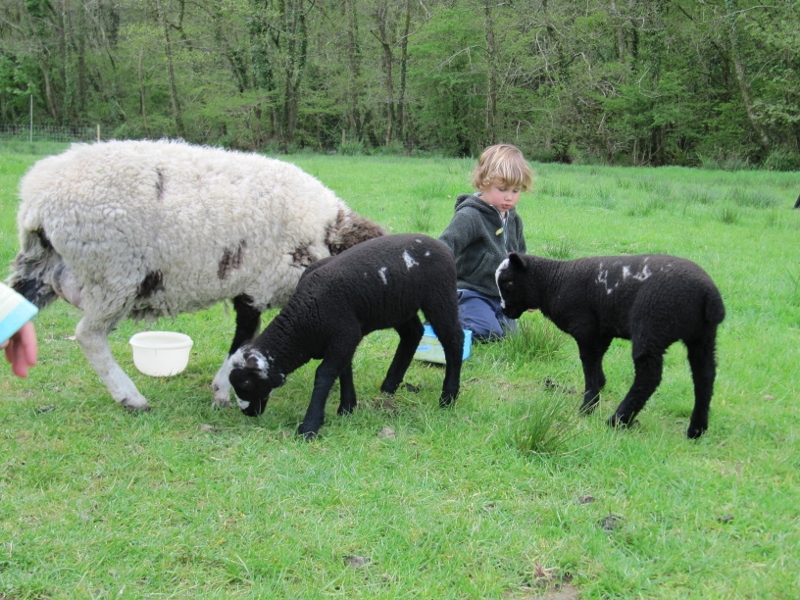read all of 'May 2013 lambs have landed……'